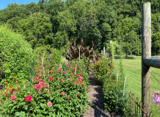 Staking Dahlias: Keeping Your Blooms Upright and Beautiful