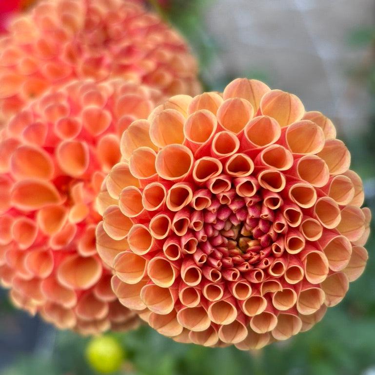 Amber Queen