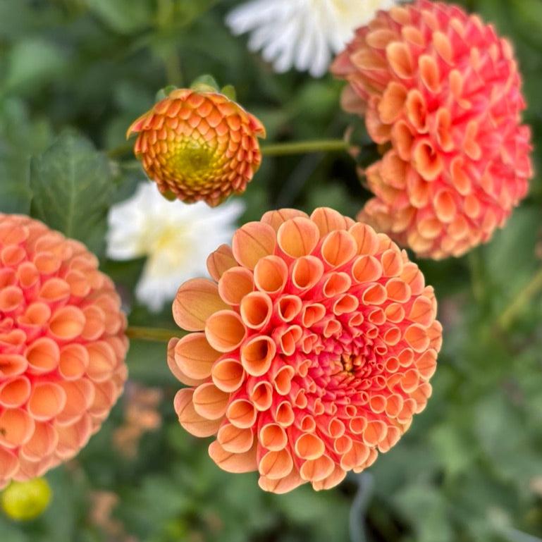 Amber Queen