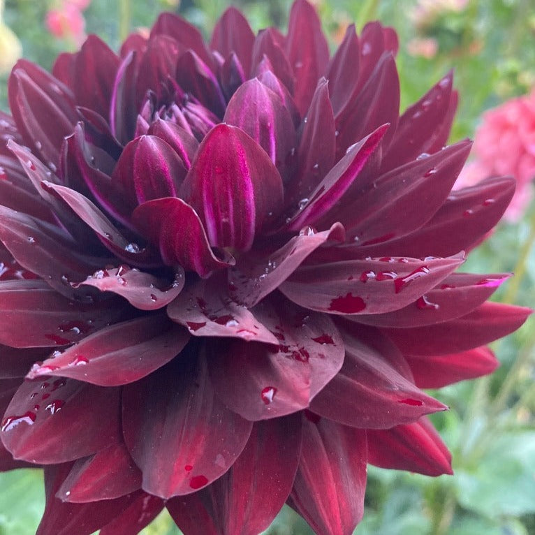 Hollyhill Black Beauty