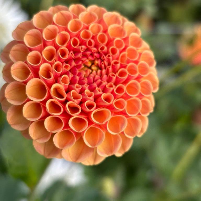 Amber Queen