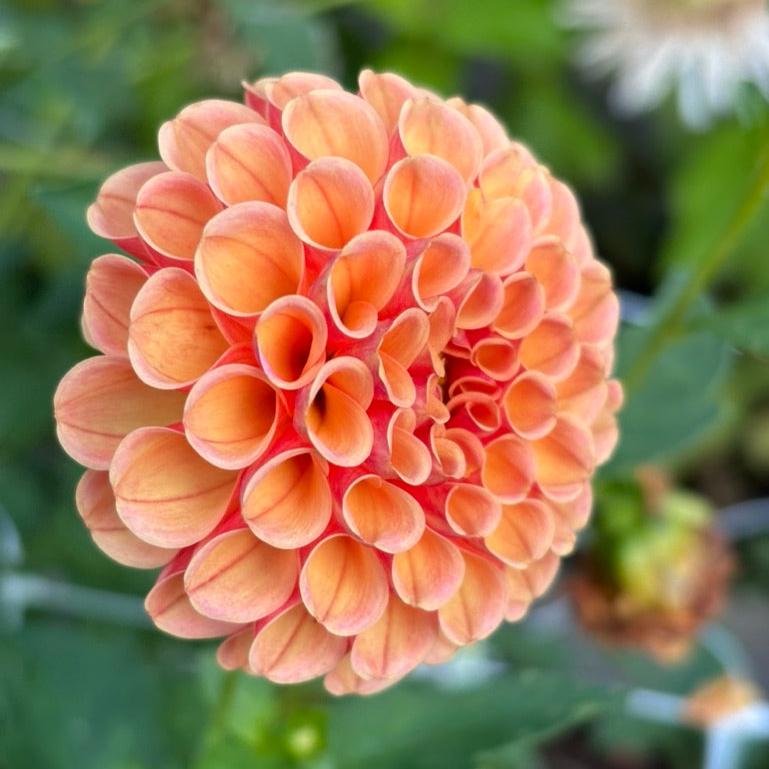 Amber Queen