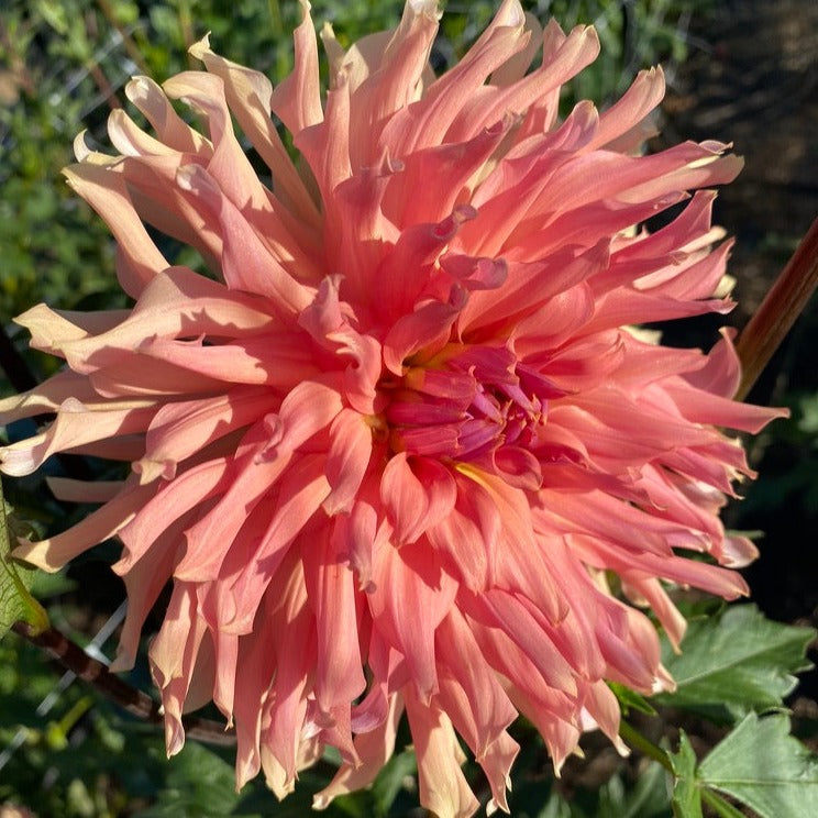 Terracotta