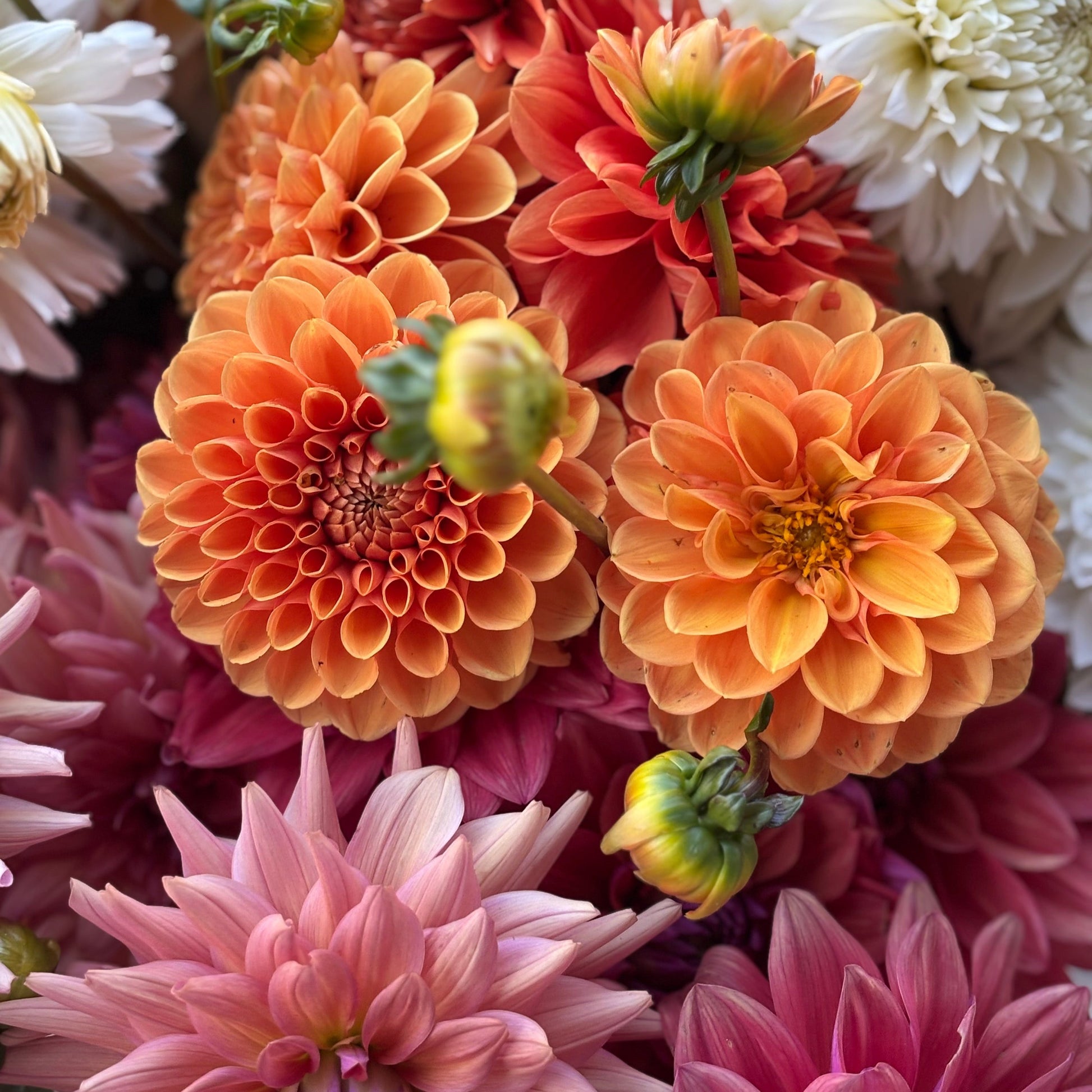 dahlia bouquet delivery