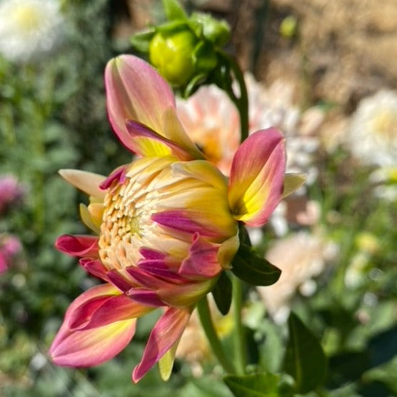 Prairie Home Judith Ann *LIMIT 1*