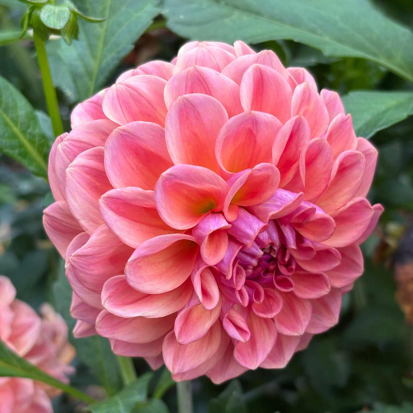 Close-up of a pink flower with green leaves in the background