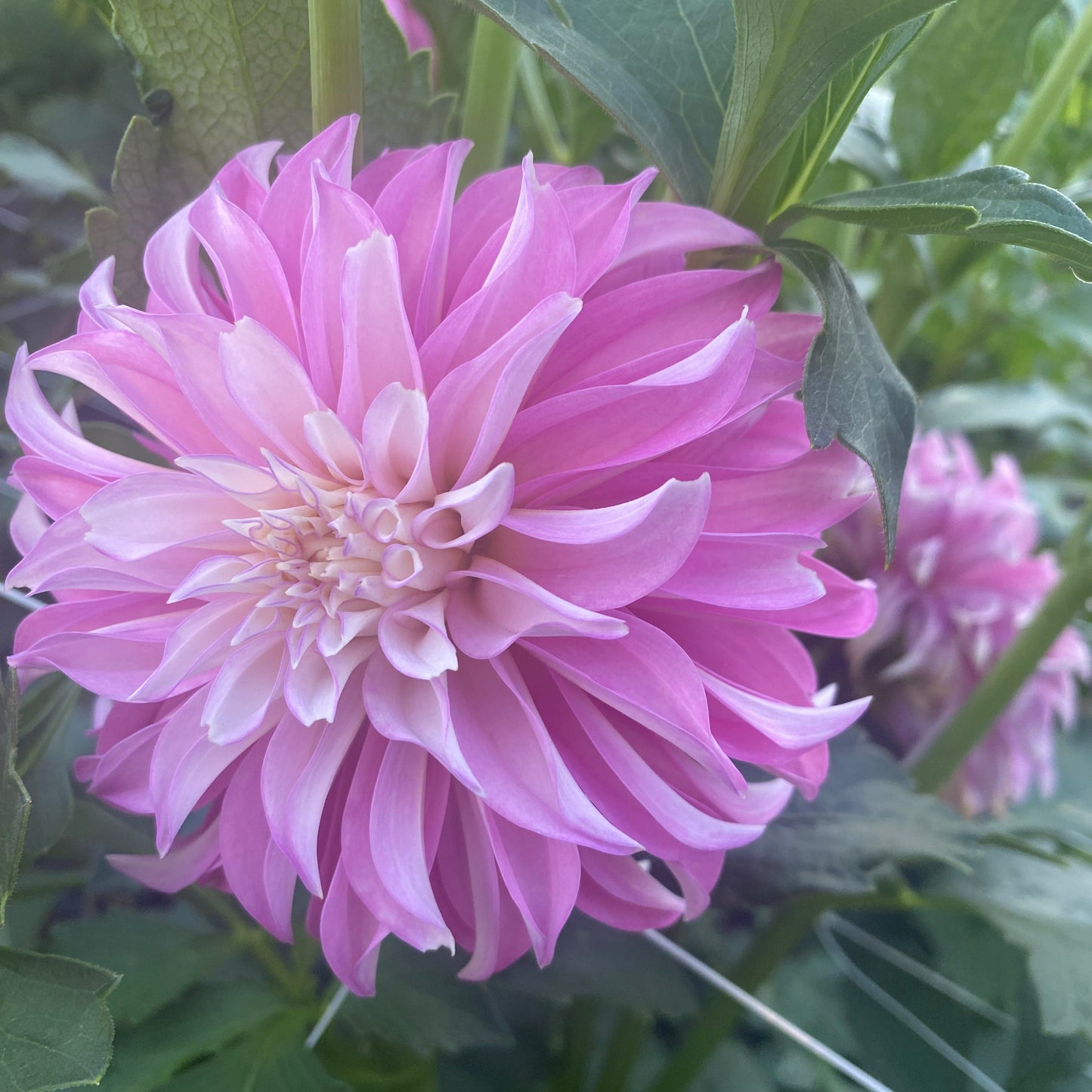 Pink flower with green leaves in the background