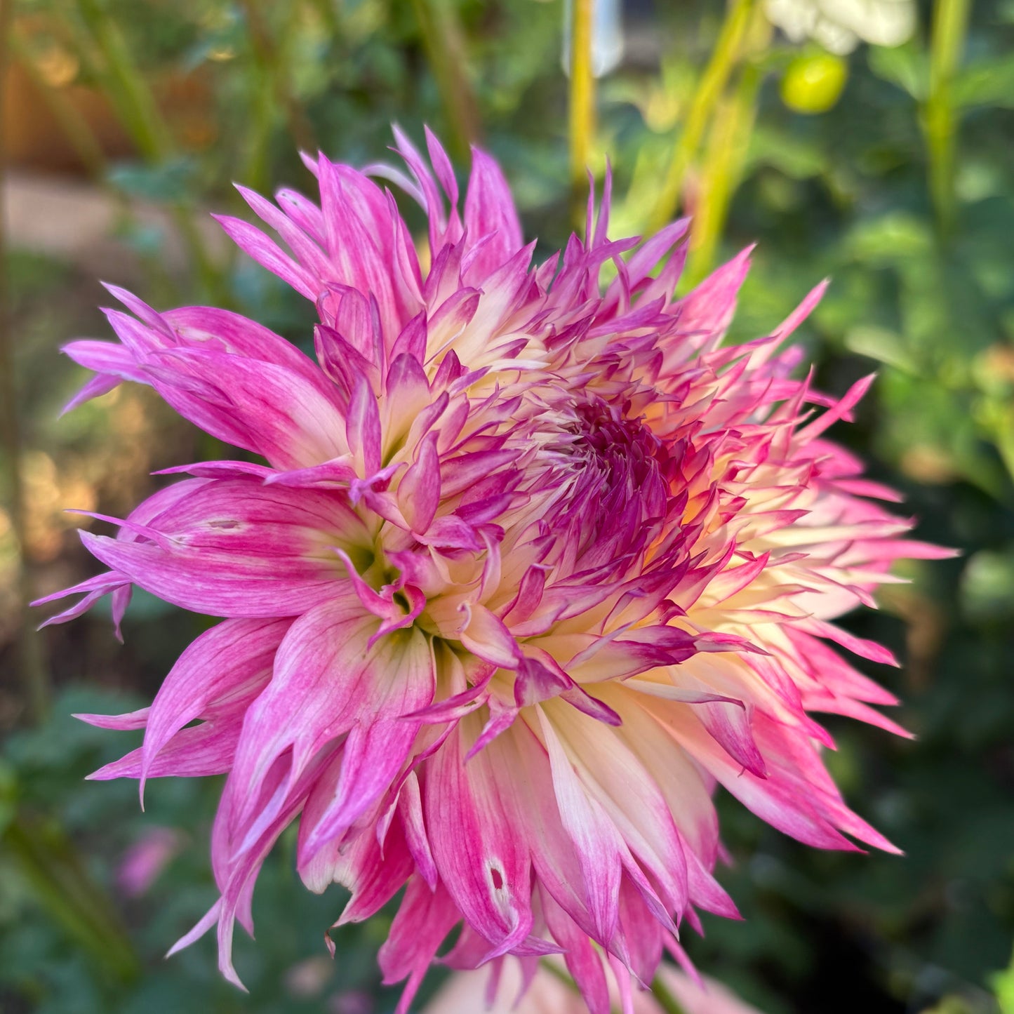 Close-up of a pink flower with a blurred hand in the background