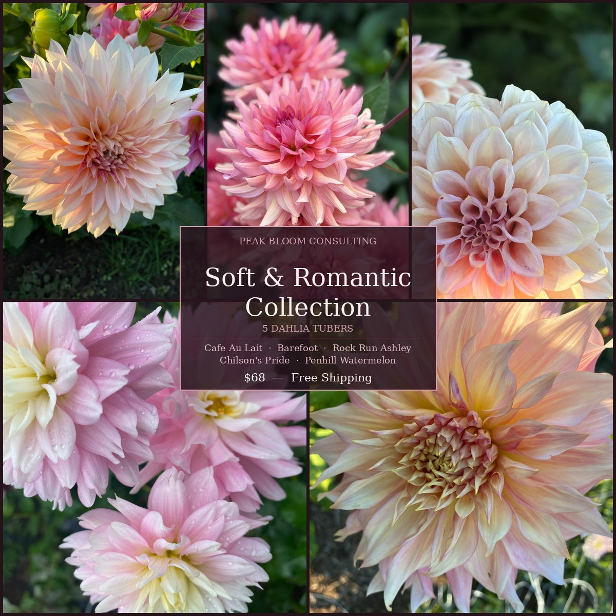 Dahlia Bundle: Soft and Romantic Collection