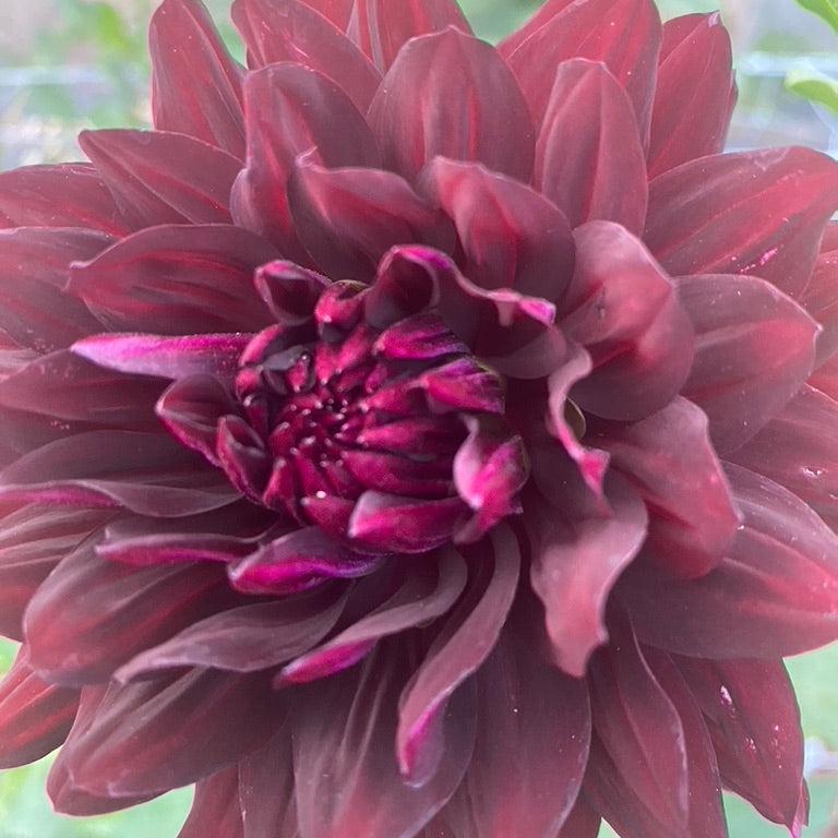 Hollyhill Black Beauty