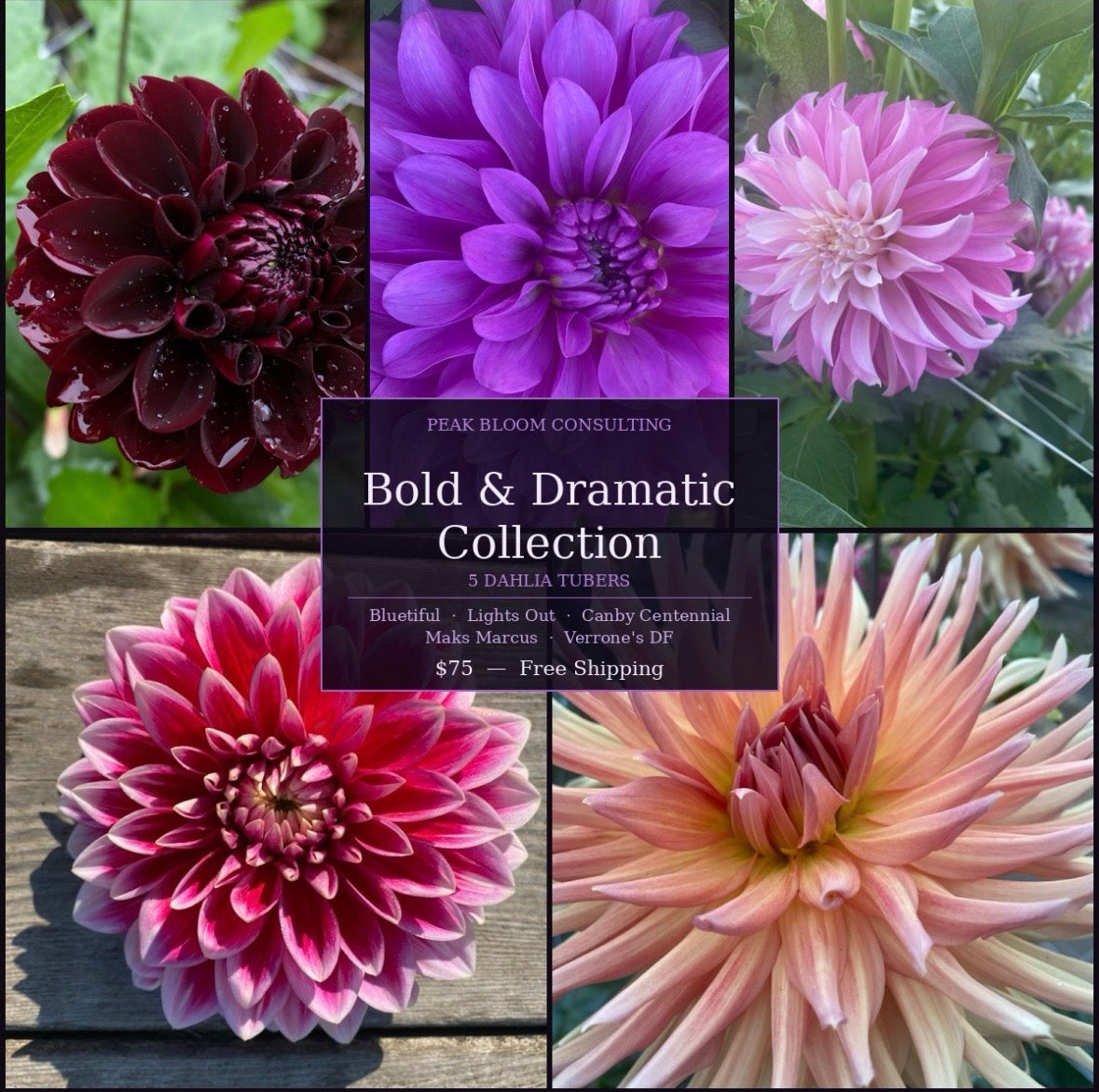 Dahlia Bundle: Bold & Dramatic Collection