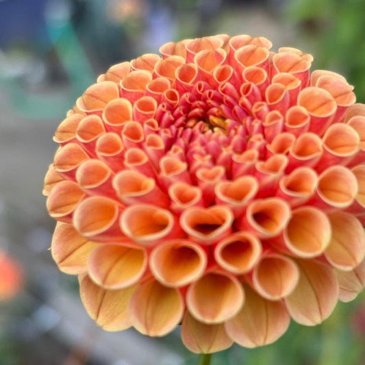 Amber Queen