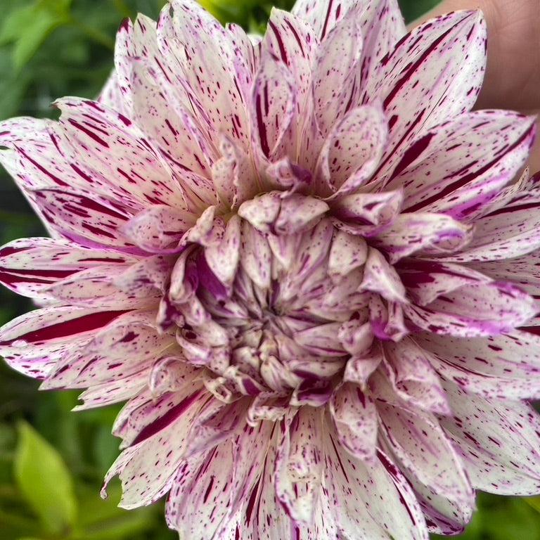 AC Paint – Peak Bloom Consulting