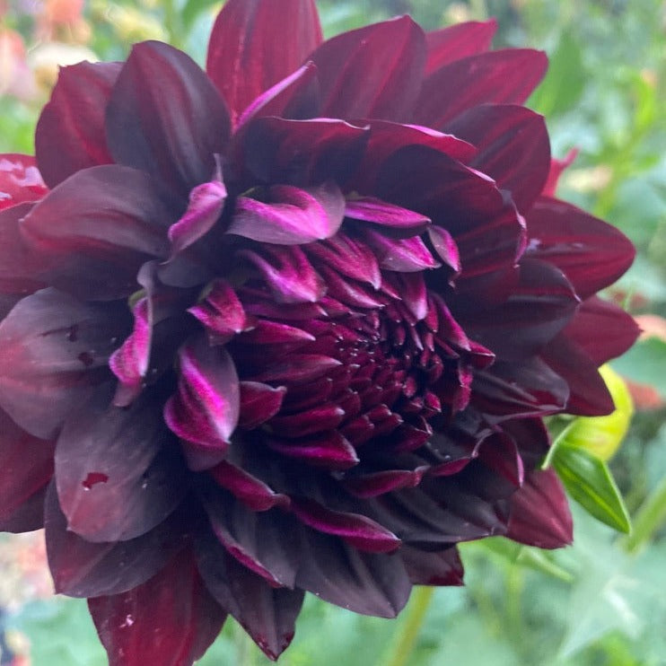 Hollyhill Black Beauty