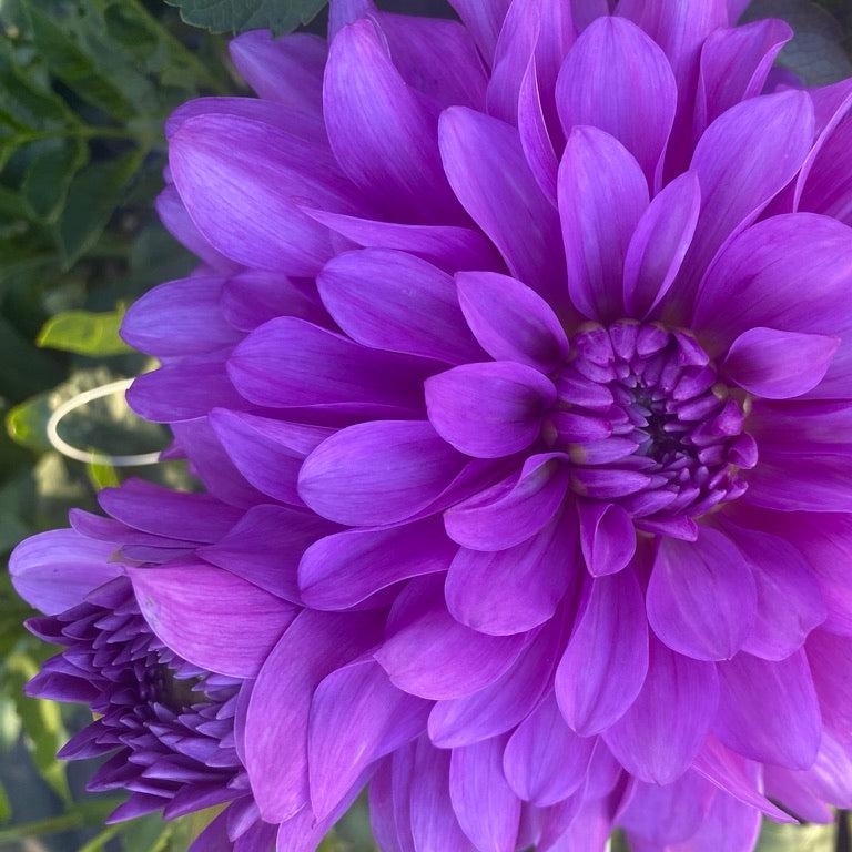 Bluetiful