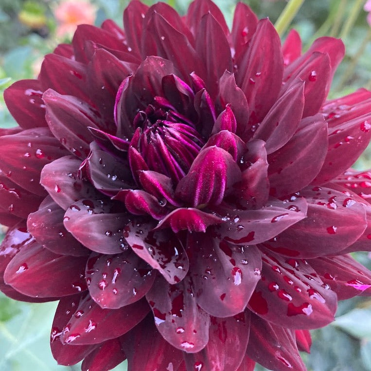 Hollyhill Black Beauty