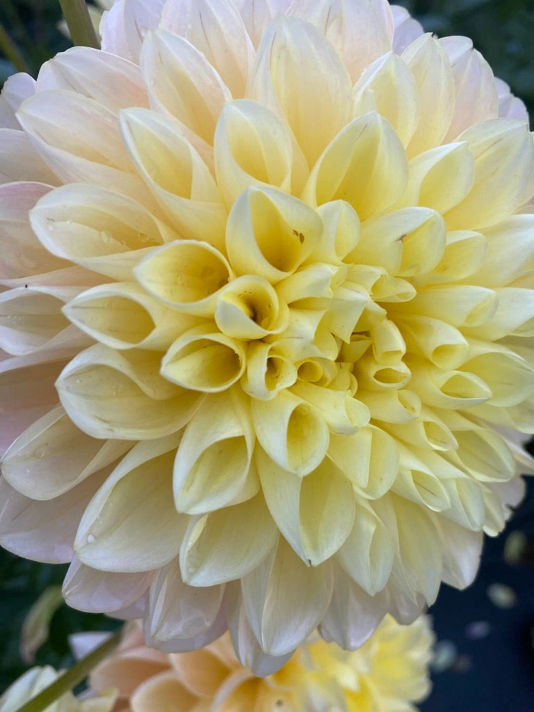 Honey Dew