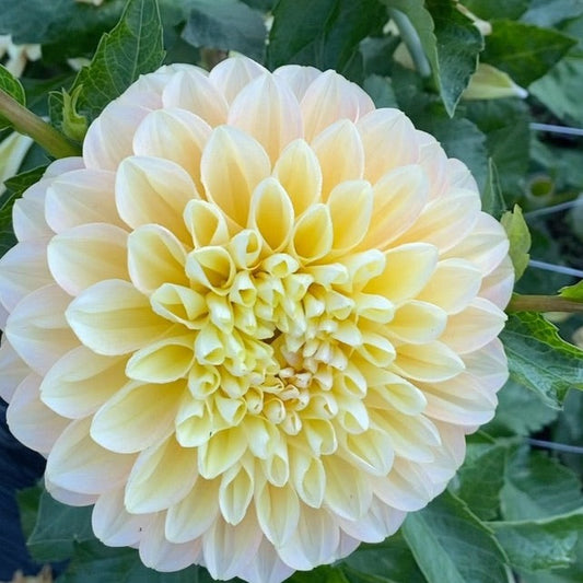 Honey Dew