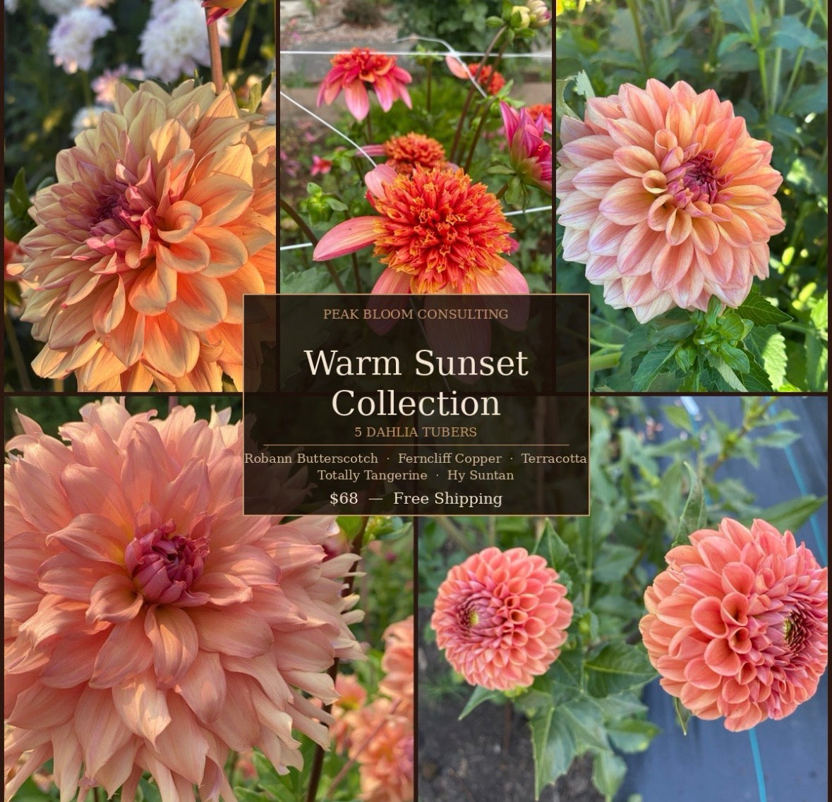 Dahlia Bundle: Warm Sunset Collection