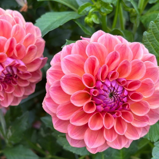 Close-up of a pink flower with green leaves in the background