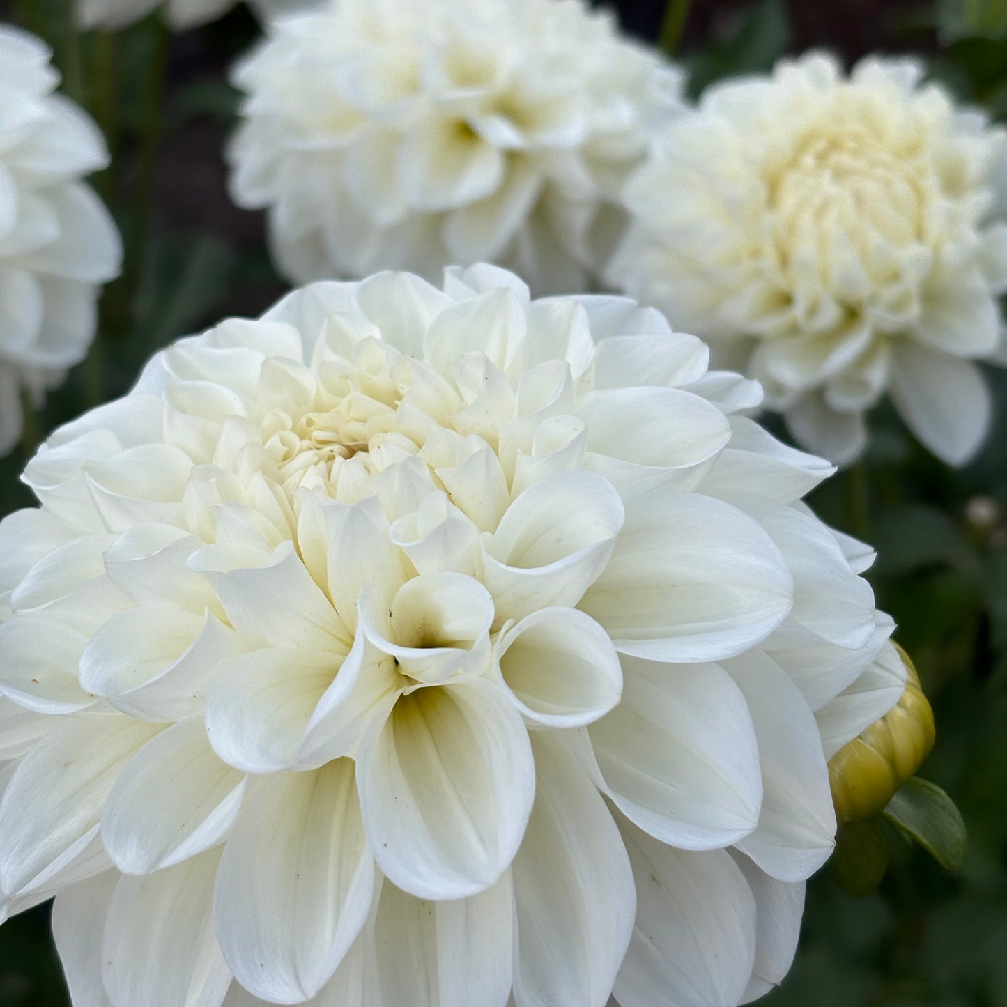 Close-up of white flowers with a blurred background