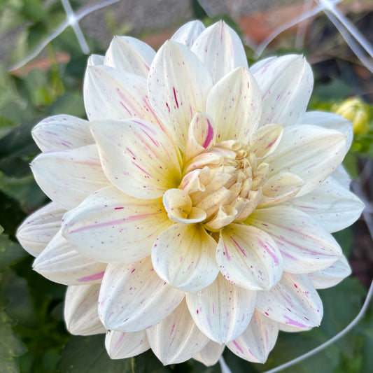White flower with pink accents in a natural setting