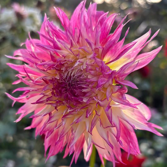 Pinelands Princess
