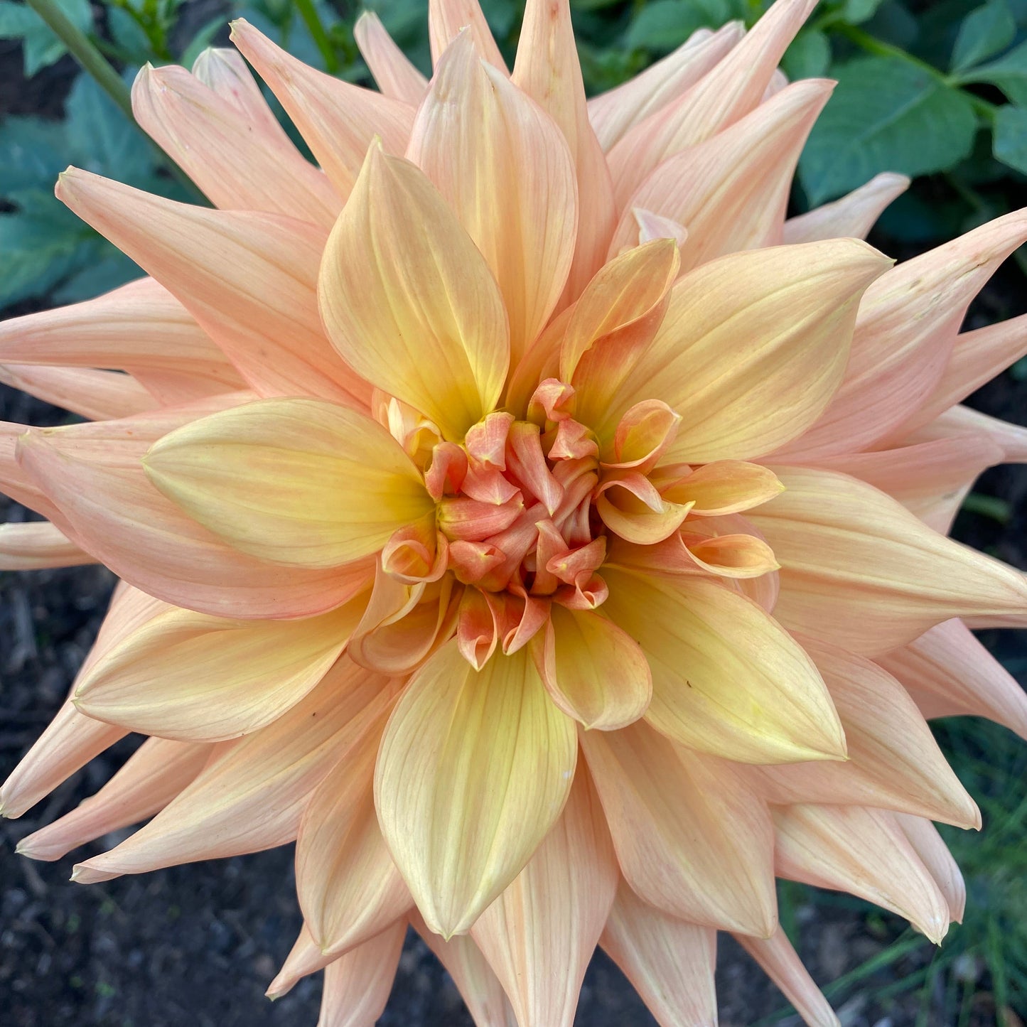 Close-up of a large, light pink dahlia flower with a blurred natural background.