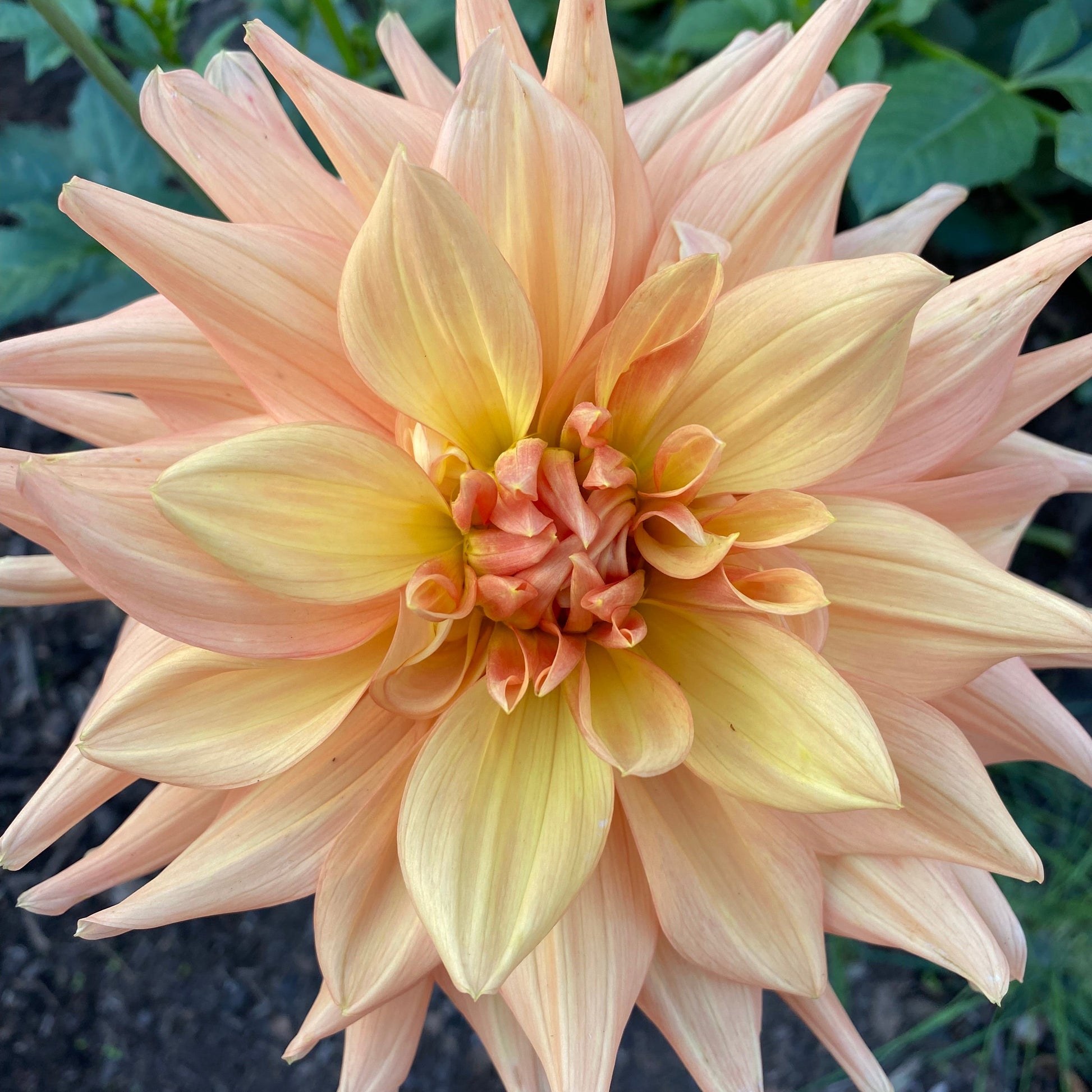 Close-up of a large, light pink dahlia flower with a blurred natural background.