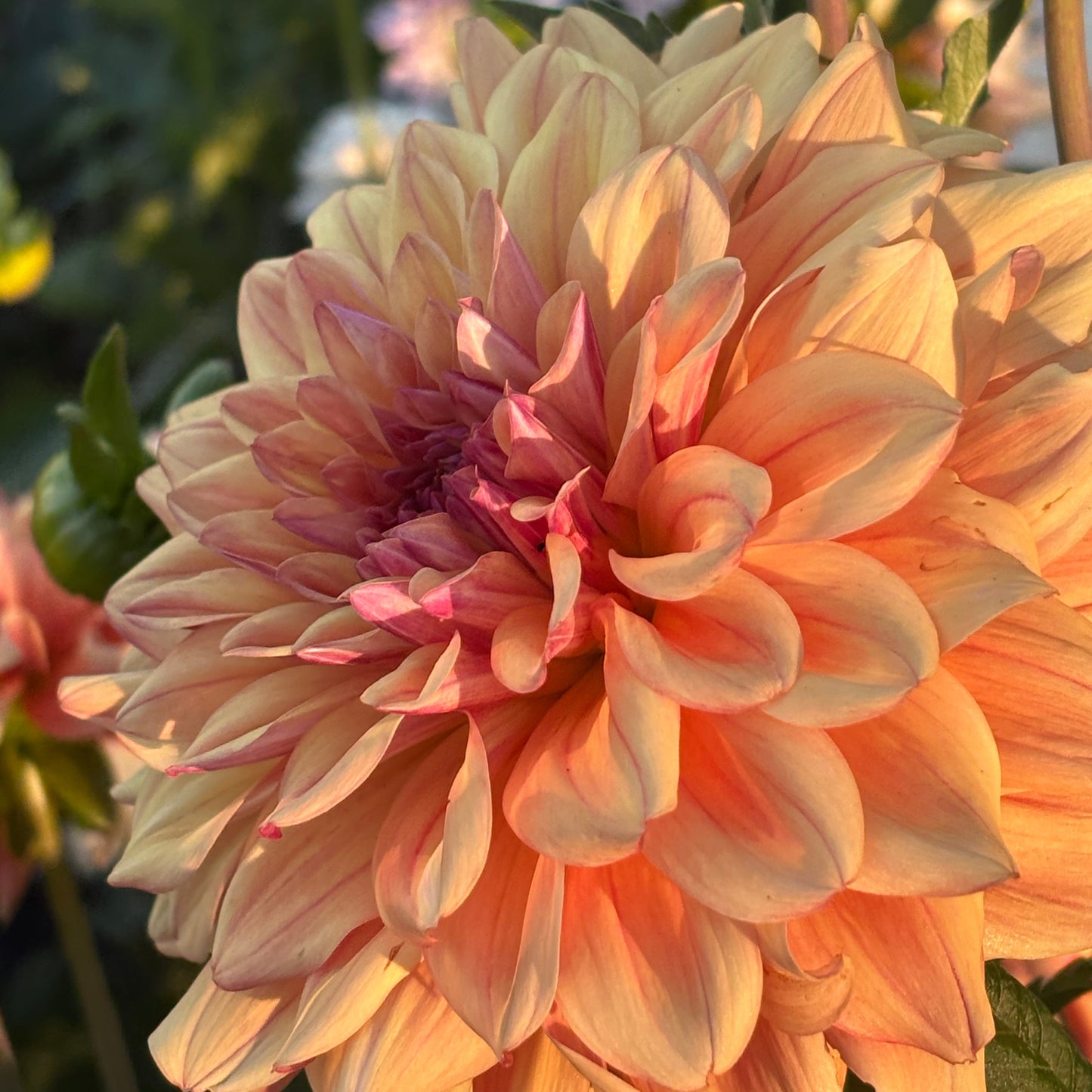 Robann Butterscotch