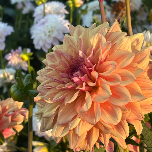 Robann Butterscotch