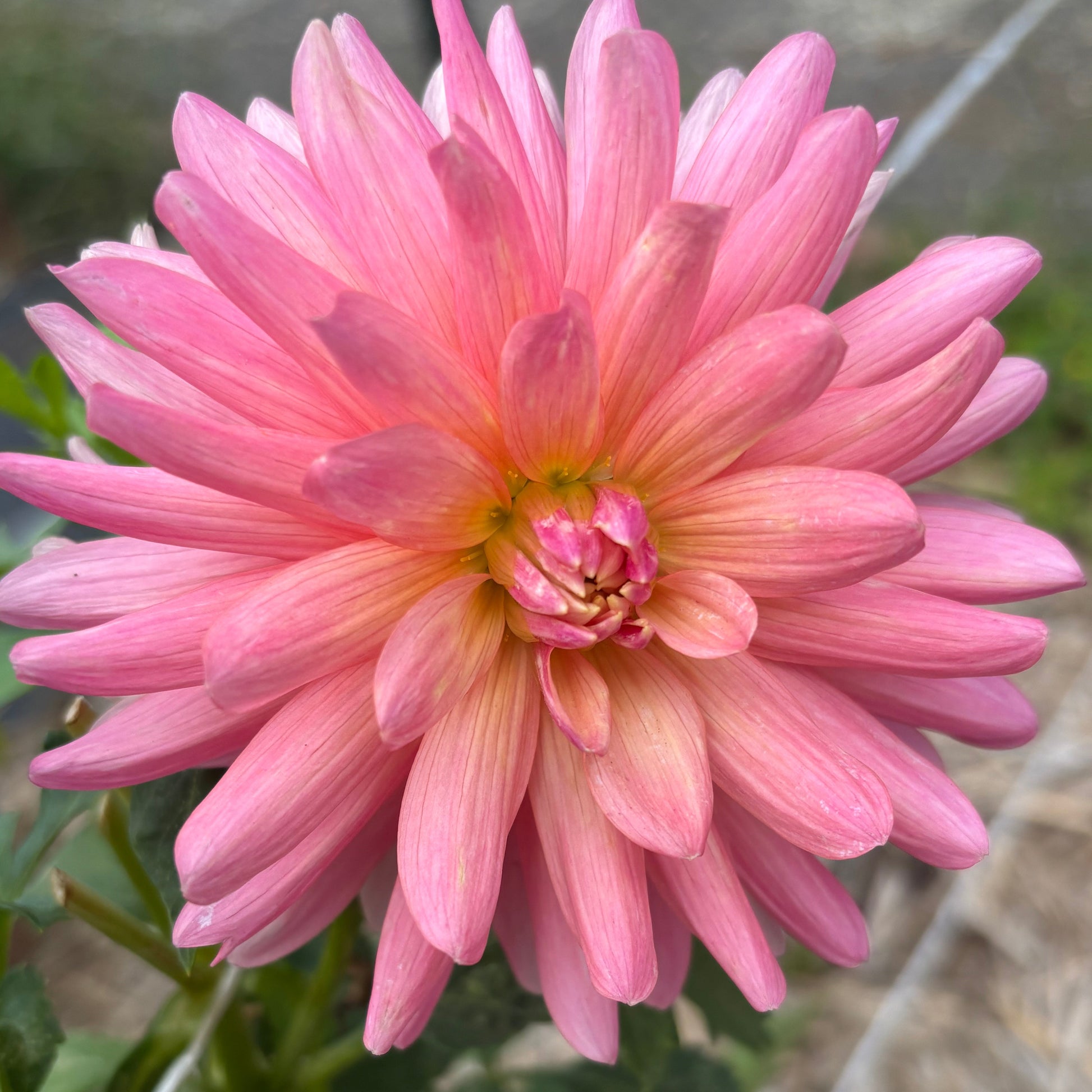 Close-up of a pink flower with green leaves in the background
