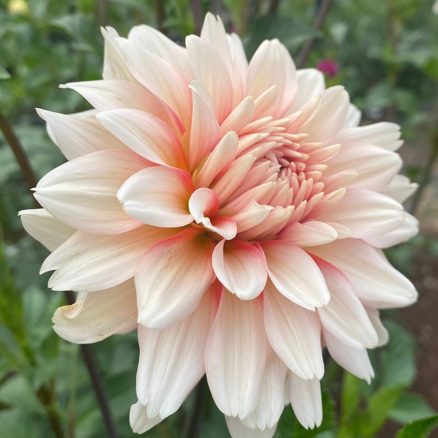 Peaches-n-Cream