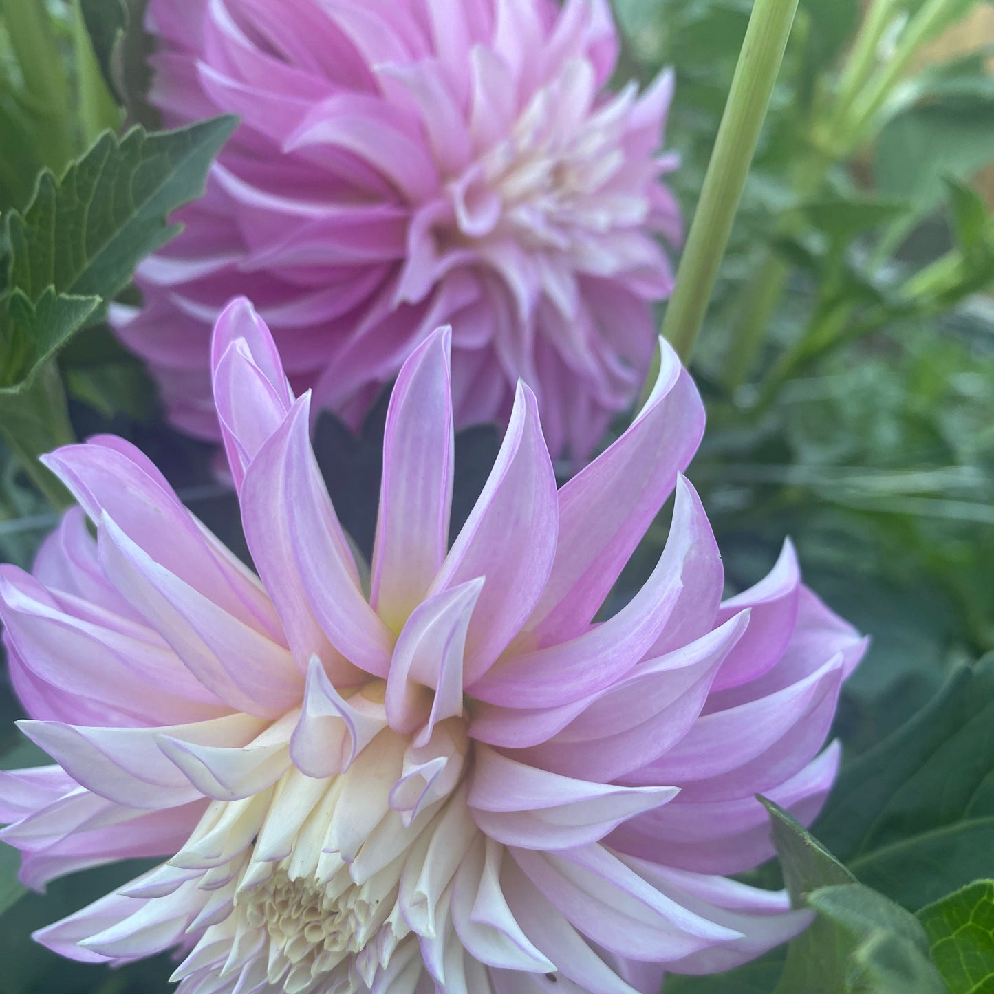 Two pink dahlias with green leaves in the background