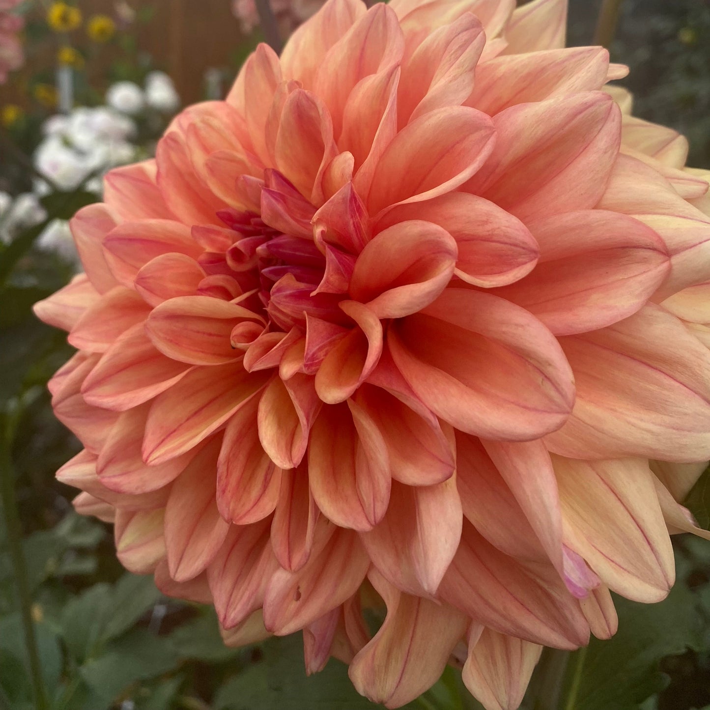 Robann Butterscotch