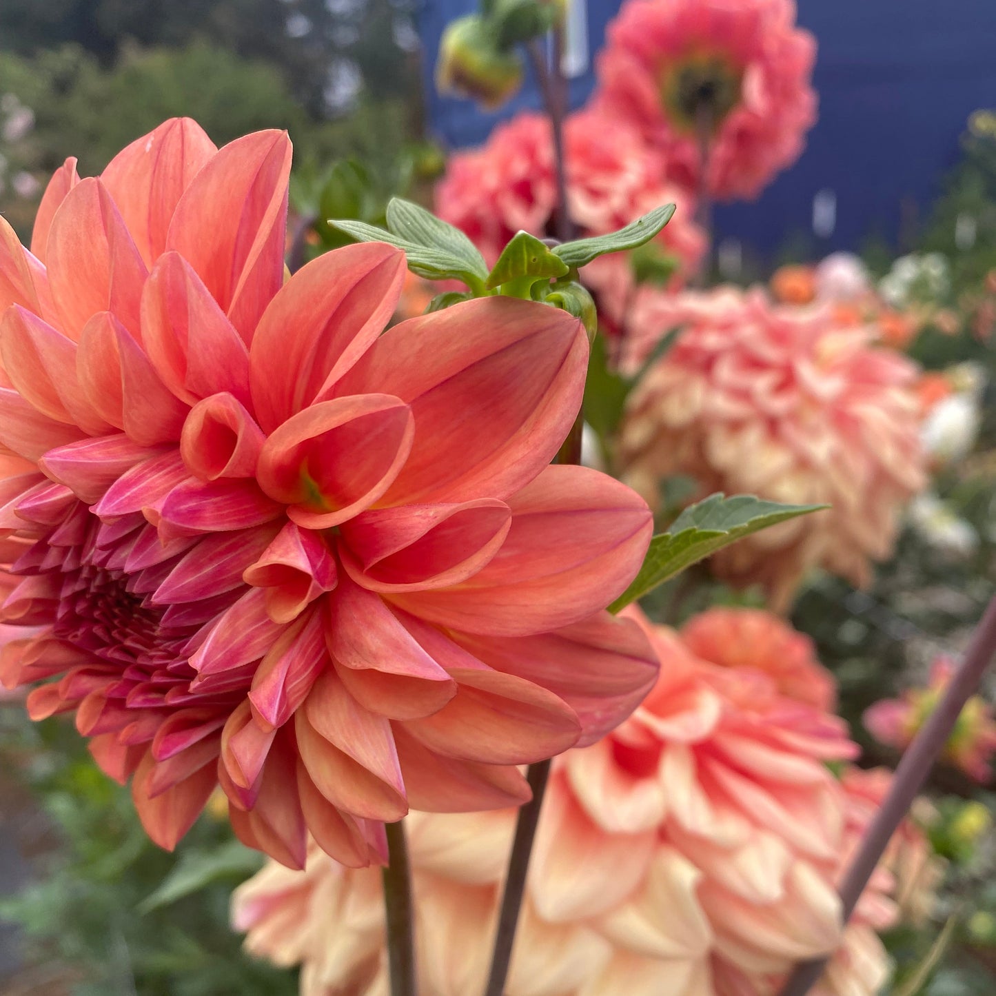 Robann Butterscotch