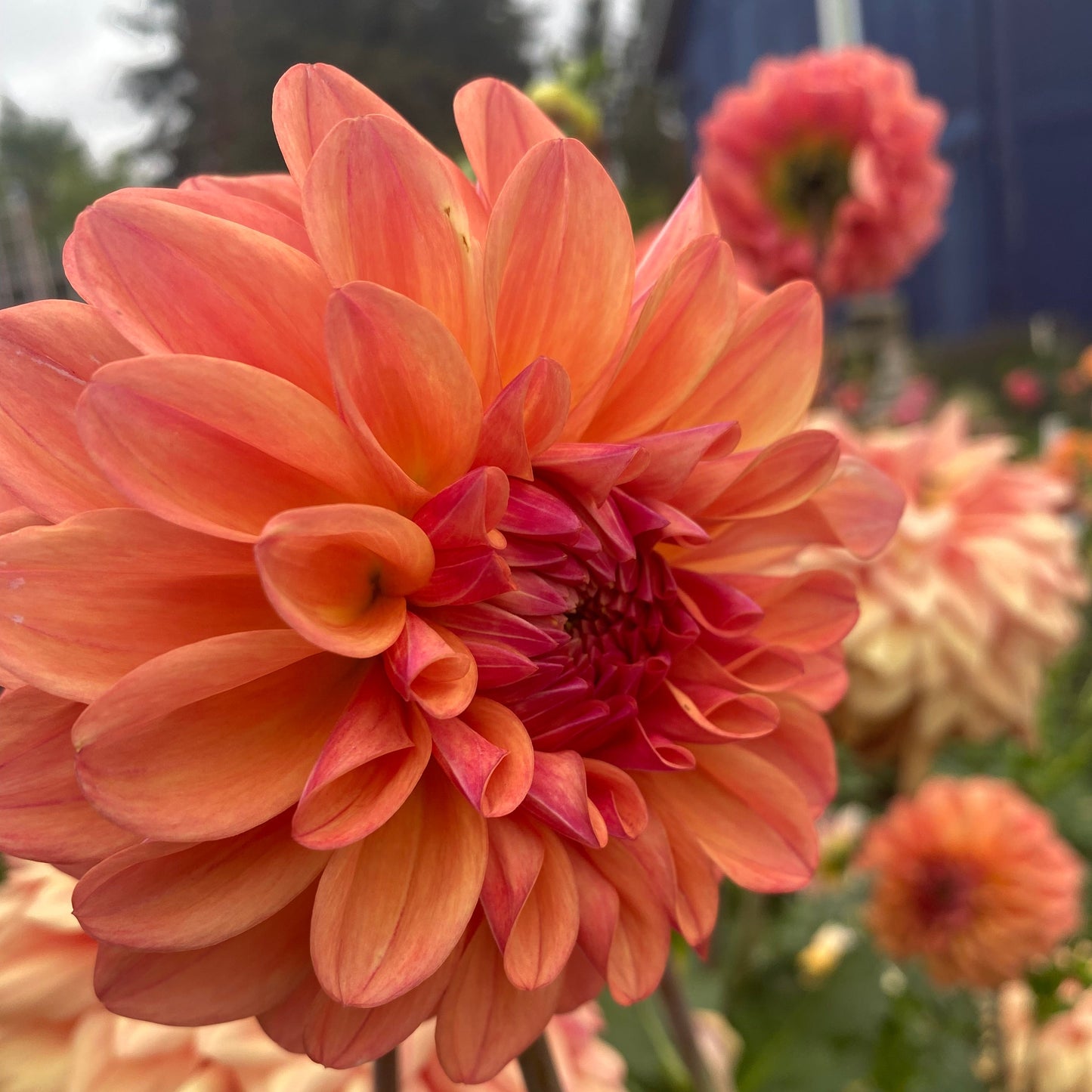 Robann Butterscotch