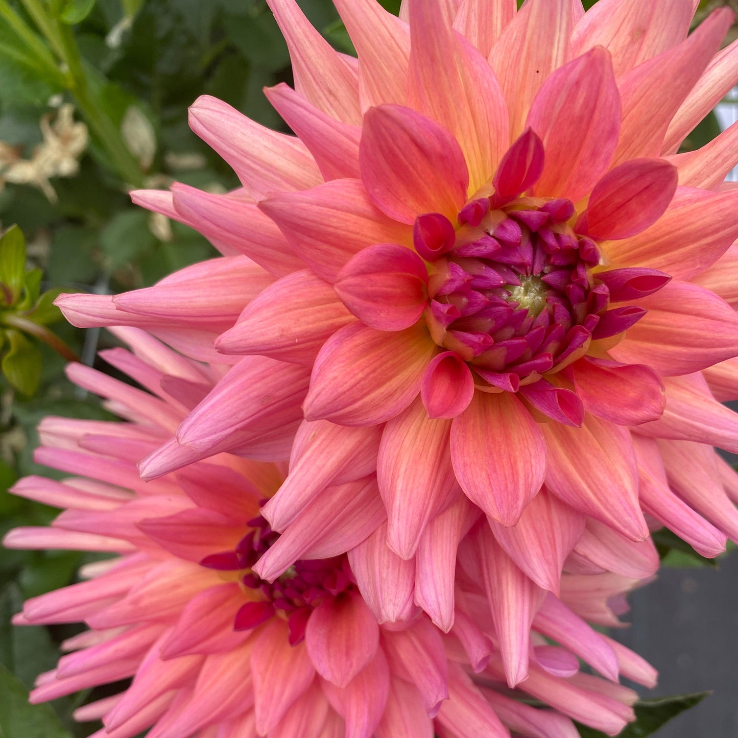 Close-up of a pink Dahlia flower with green leaves in the background