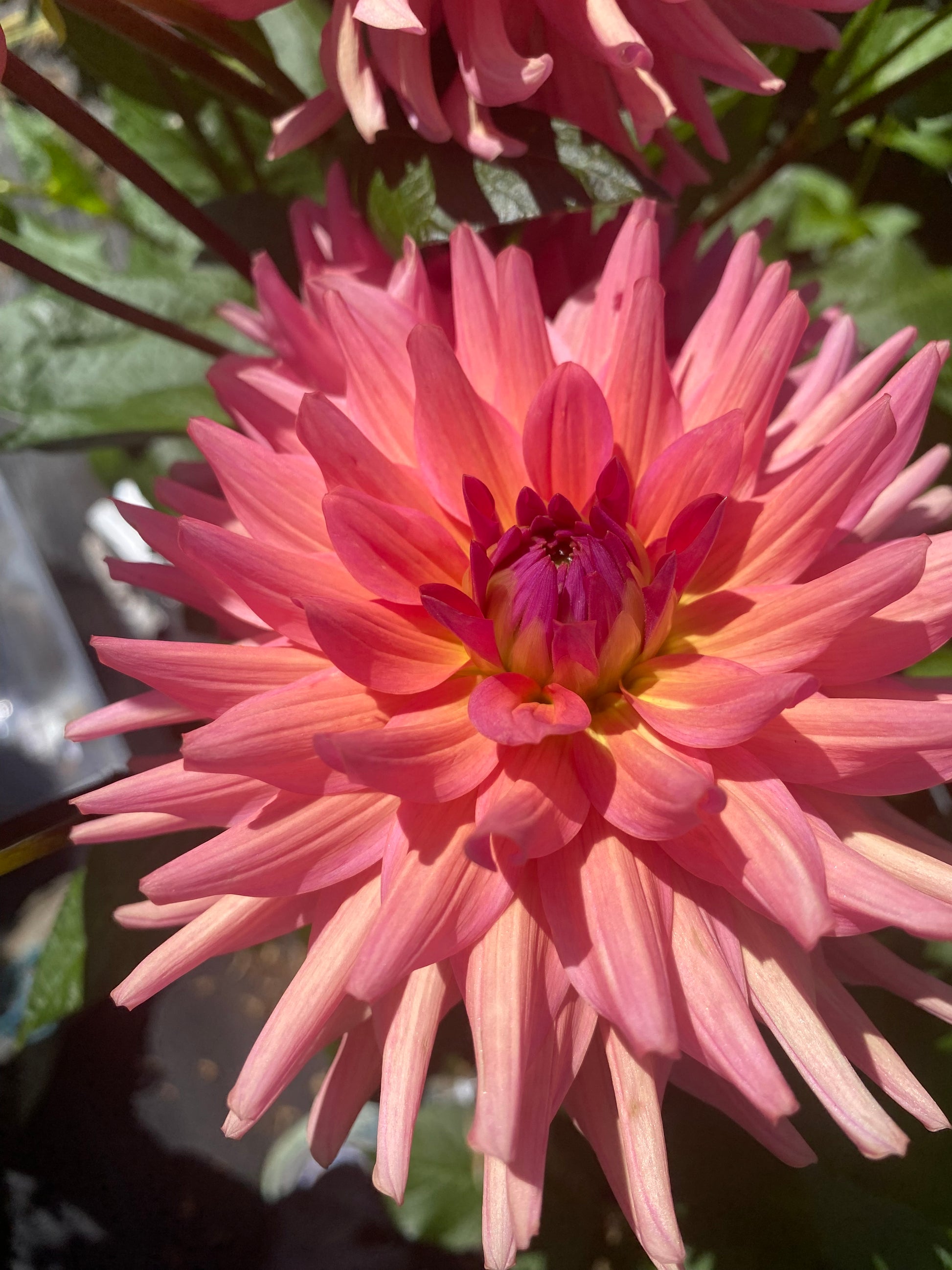 Close-up of a pink flower with green leaves in the background
