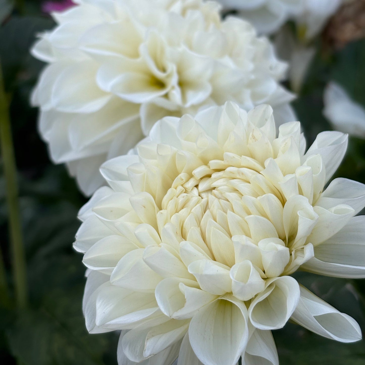 Close-up of white dahlias with a blurred background
