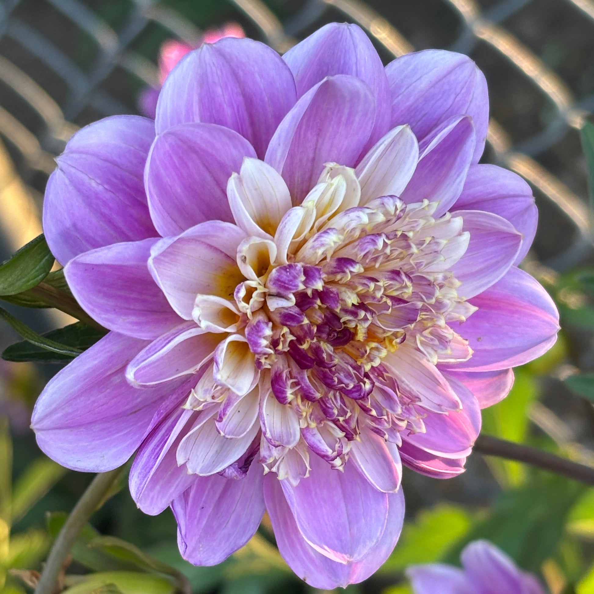 Close-up of a pink and white flower with a blurred background